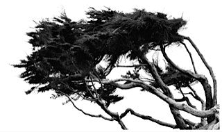 Windblown Cypress