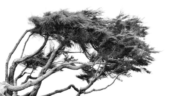 Windswept - Series of 10